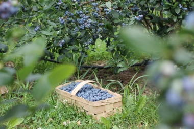 производство и дистрибуция материалов для питомников Польша 9