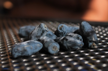 производство и дистрибуция материалов для питомников Польша 11