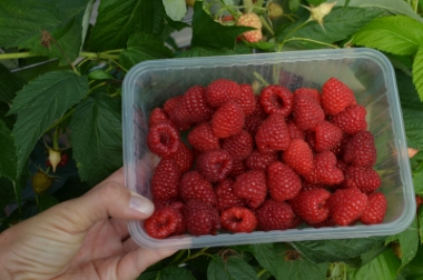 производство и дистрибуция материалов для питомников Польша 12