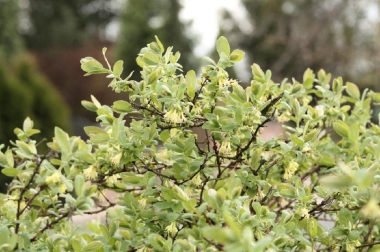 производство и дистрибуция материалов для питомников Польша 14