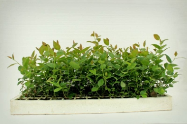 производство и дистрибуция материалов для питомников Польша 15