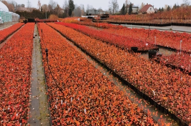 производство и дистрибуция материала для питомников Польша 16