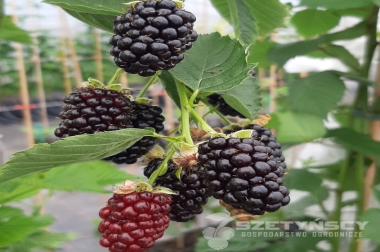 производство и дистрибуция материалов для питомников Польша 18