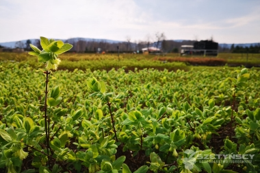 производство и дистрибуция материалов для питомников Польша 19