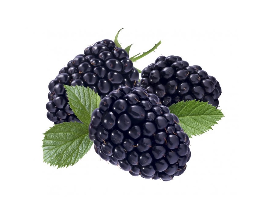 грушевое дерево 4